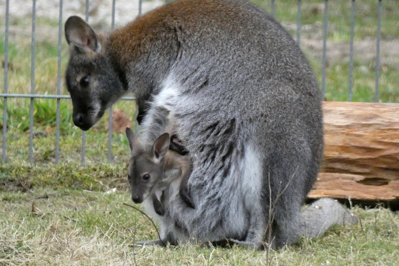 Kängurunachwuchs Kängurunachwuchs